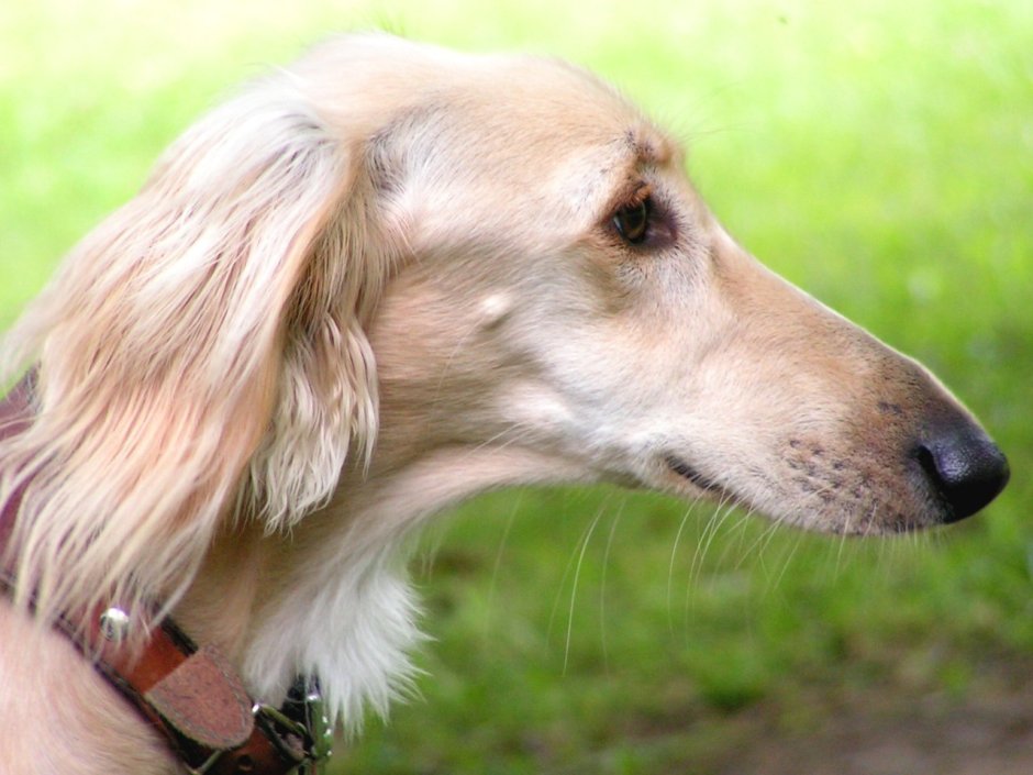 Борзая Эрис порода