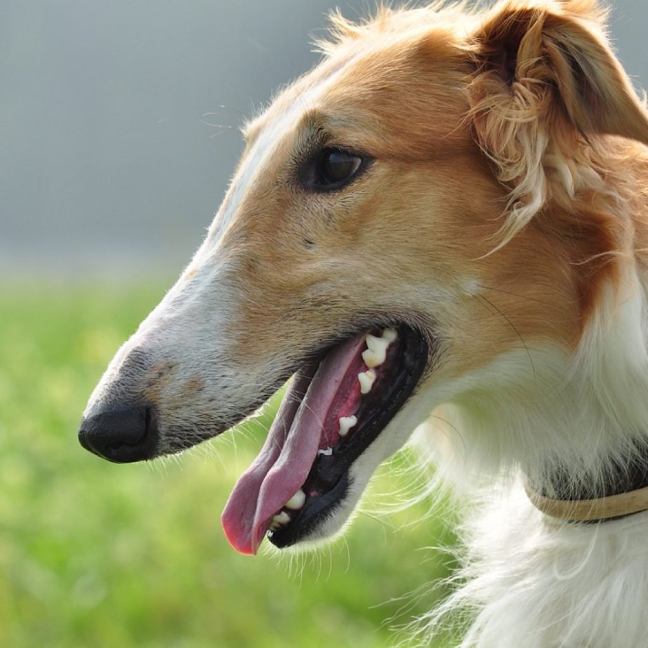 Русская борзая Эрис