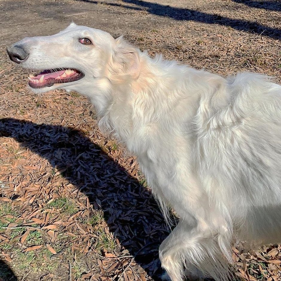 Бультерьер альбинос