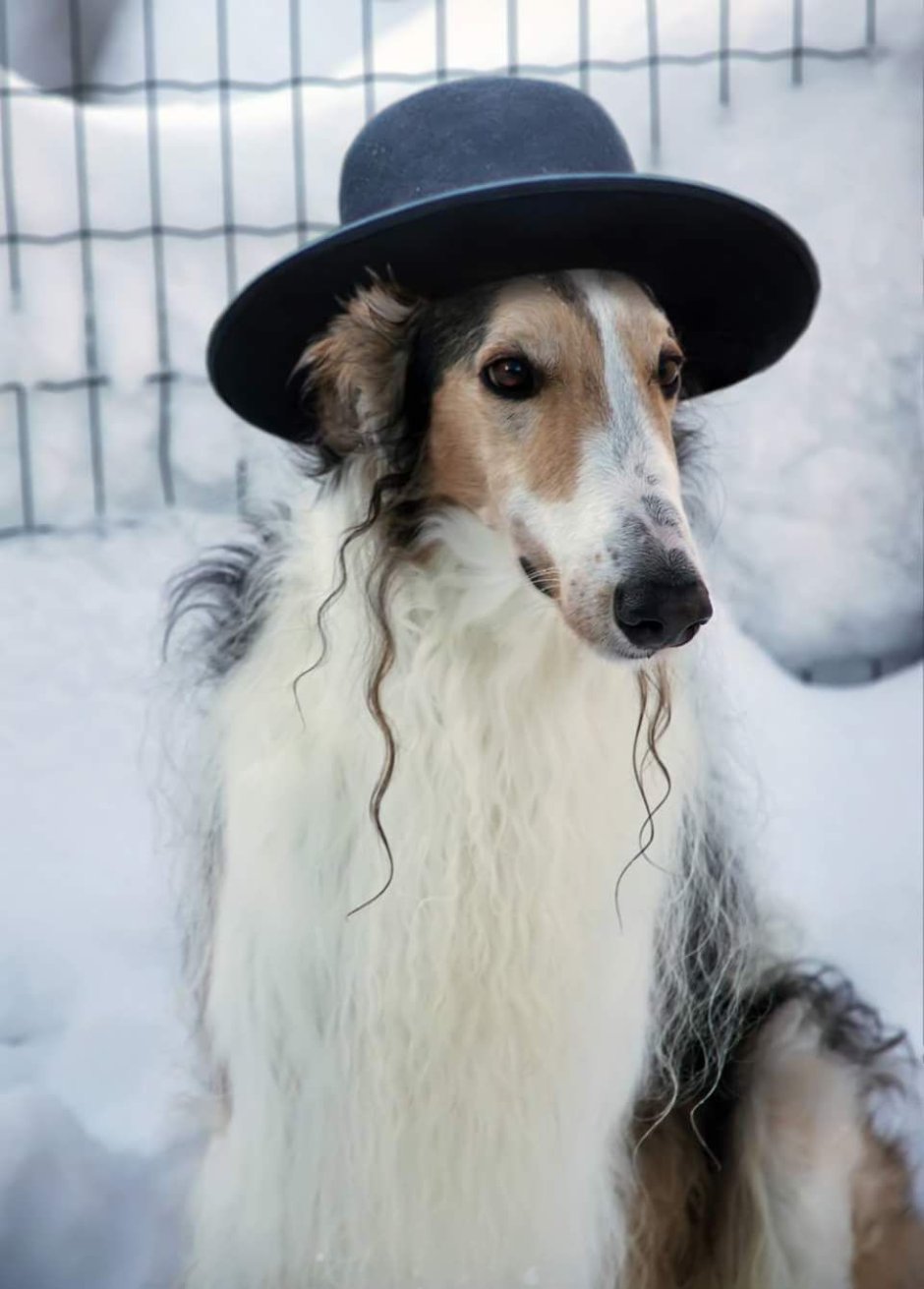 Афганская борзая щенок