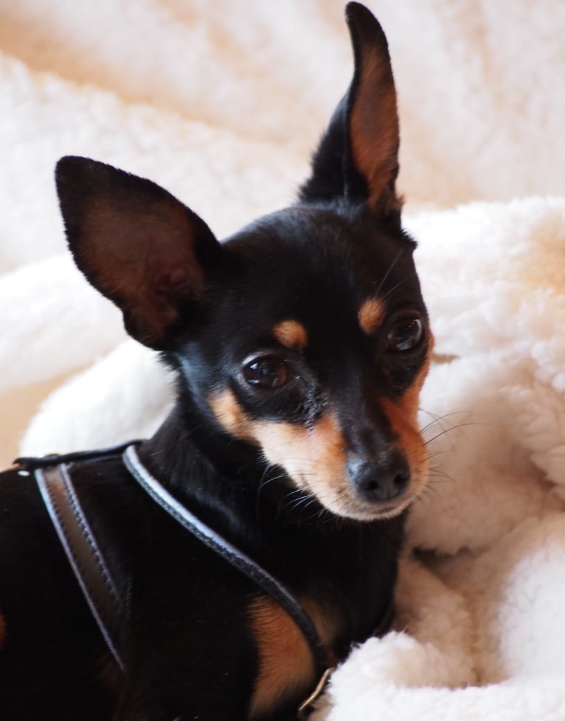 Тойтерьеры короткошерстная