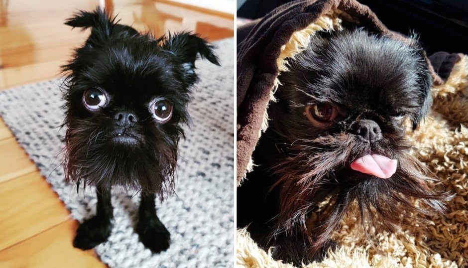 Бельгийский Грифон смешнве