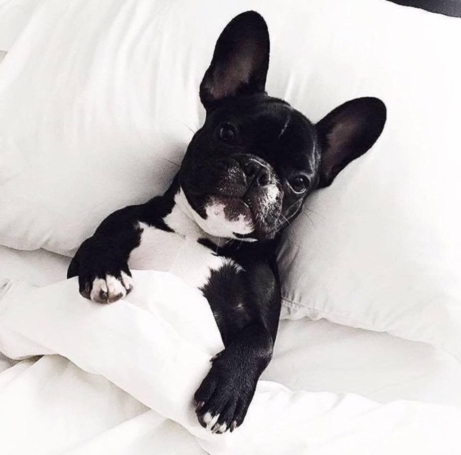 Французский бульдог