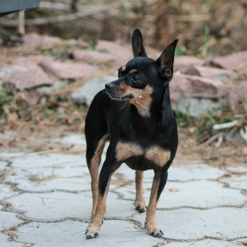 Русский той-терьер