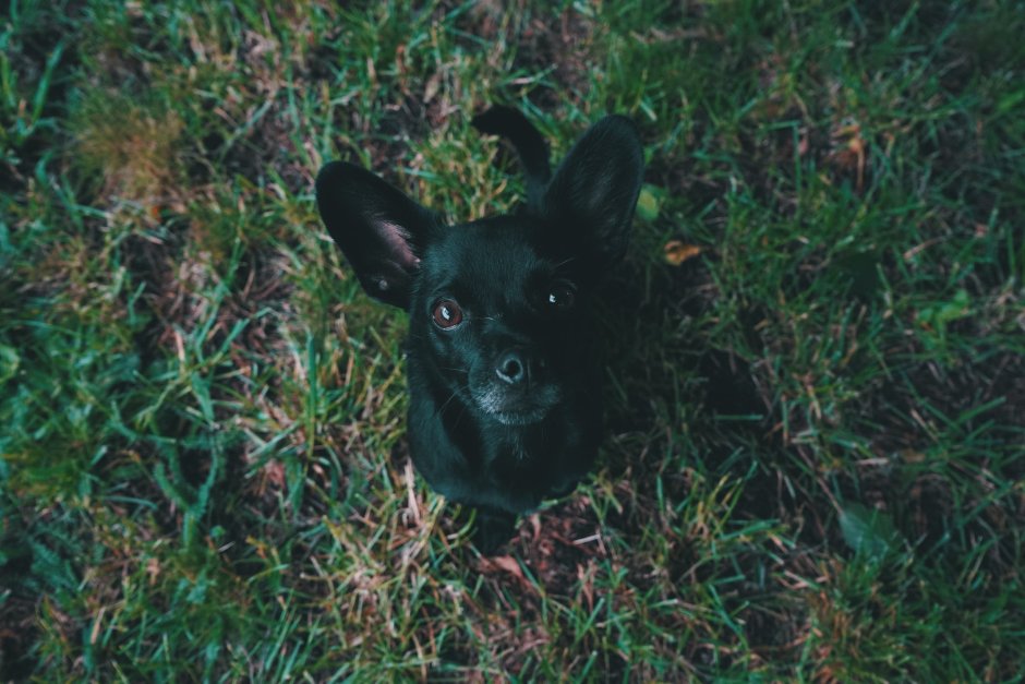 Чёрное животное похожее на собаку в поле