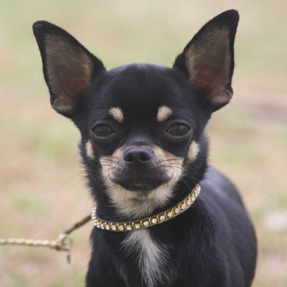 Чихуахуа мини гладкошерстные