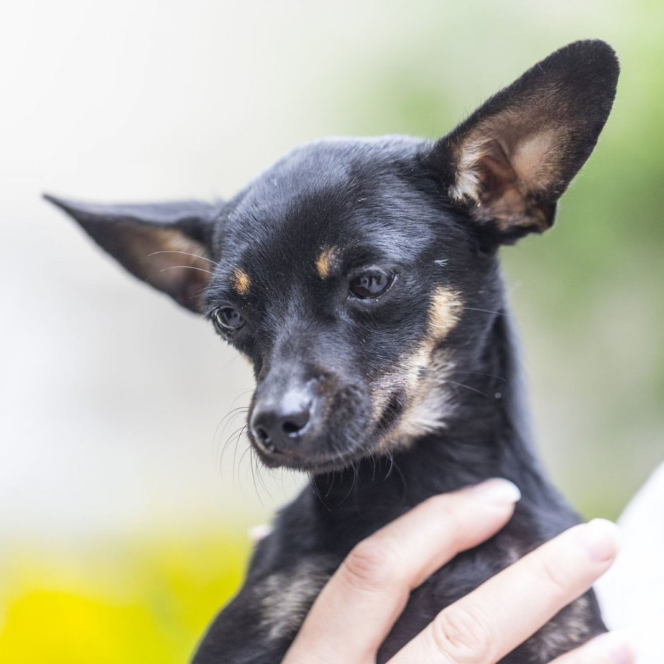 Той терьер черный