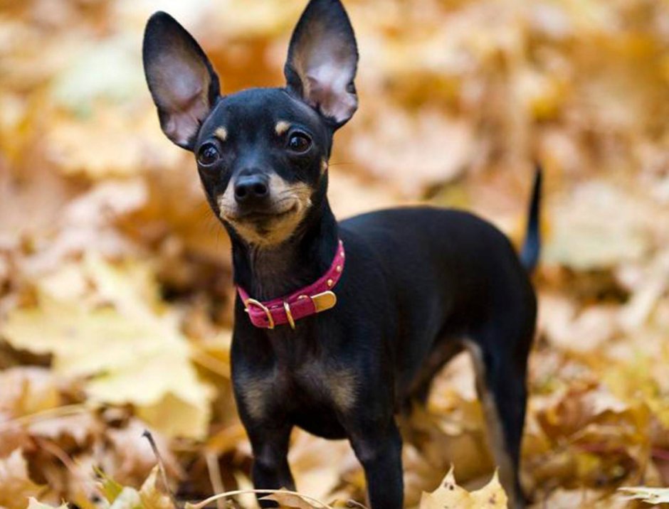 Порода Пражский крысарик