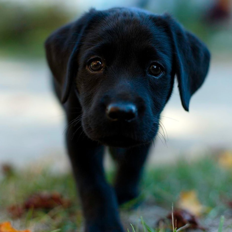 Лабрадор черный