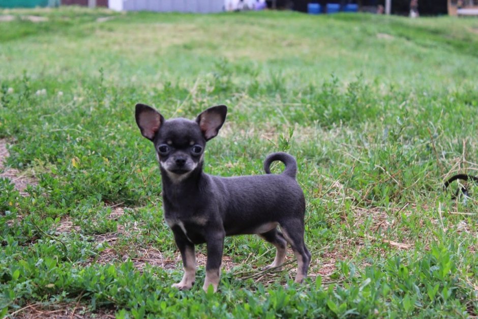 Ягода чихуа