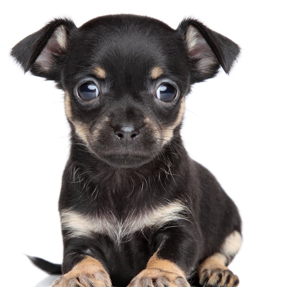 Чихуахуа микс