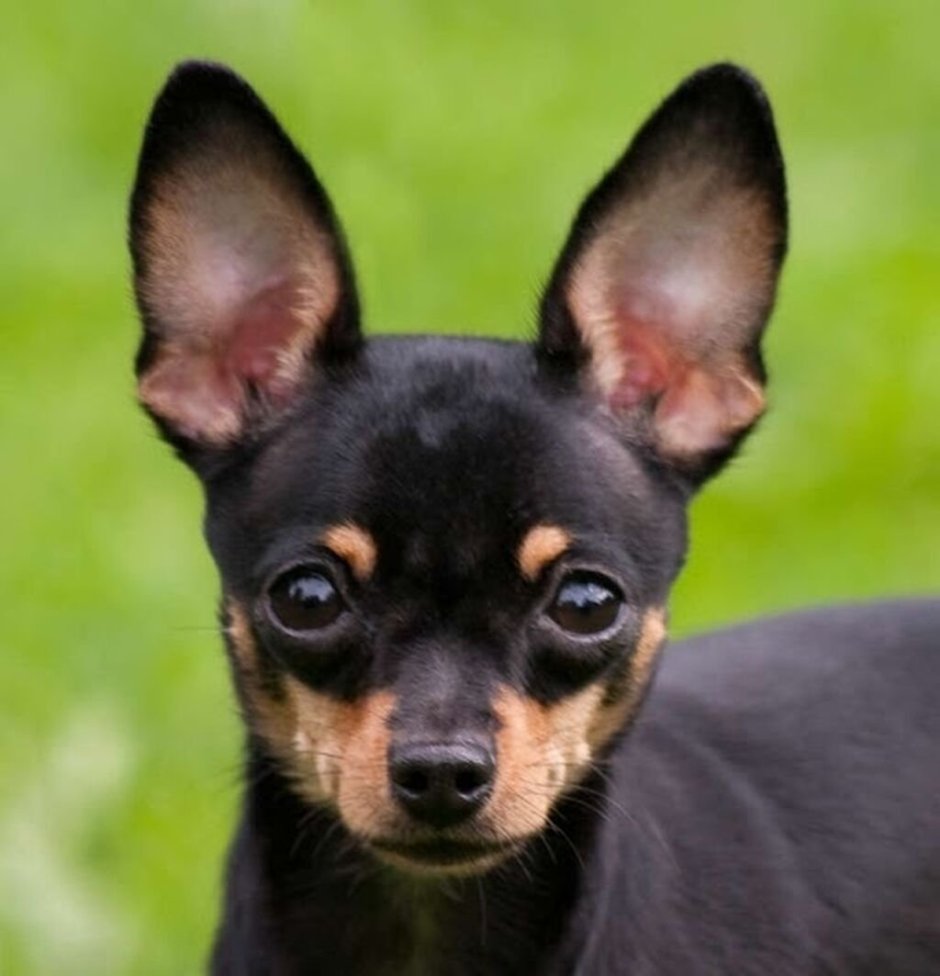 Чихуахуа длинношерстный черный