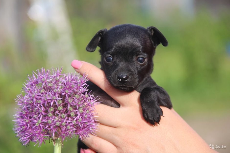 Той терьер щенок красивый