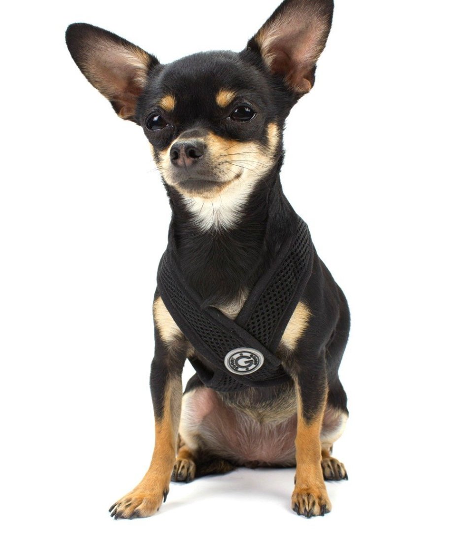 Собачки чихуахуа черные