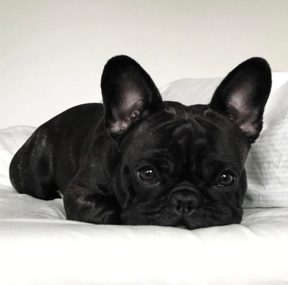 Французский бульдог