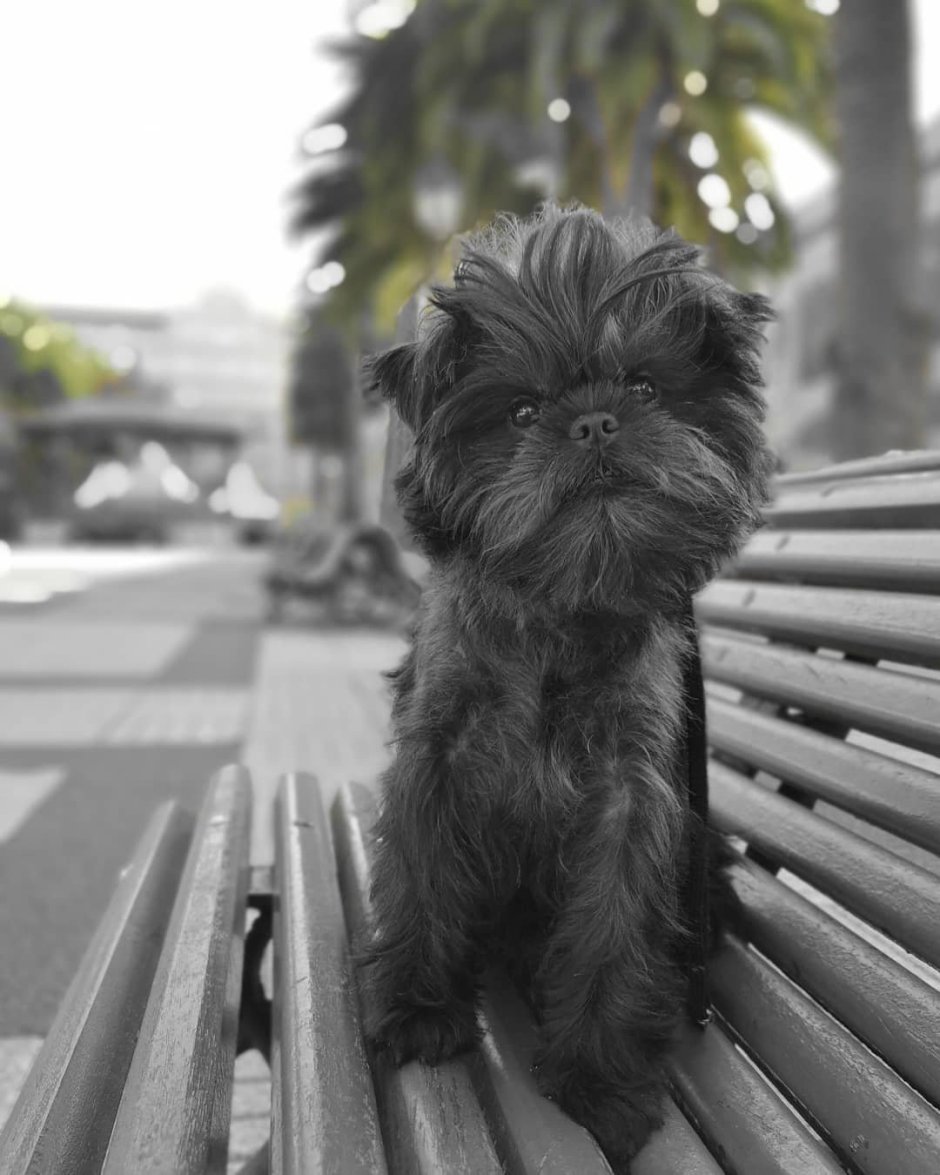 Собачку Аффенпинчер