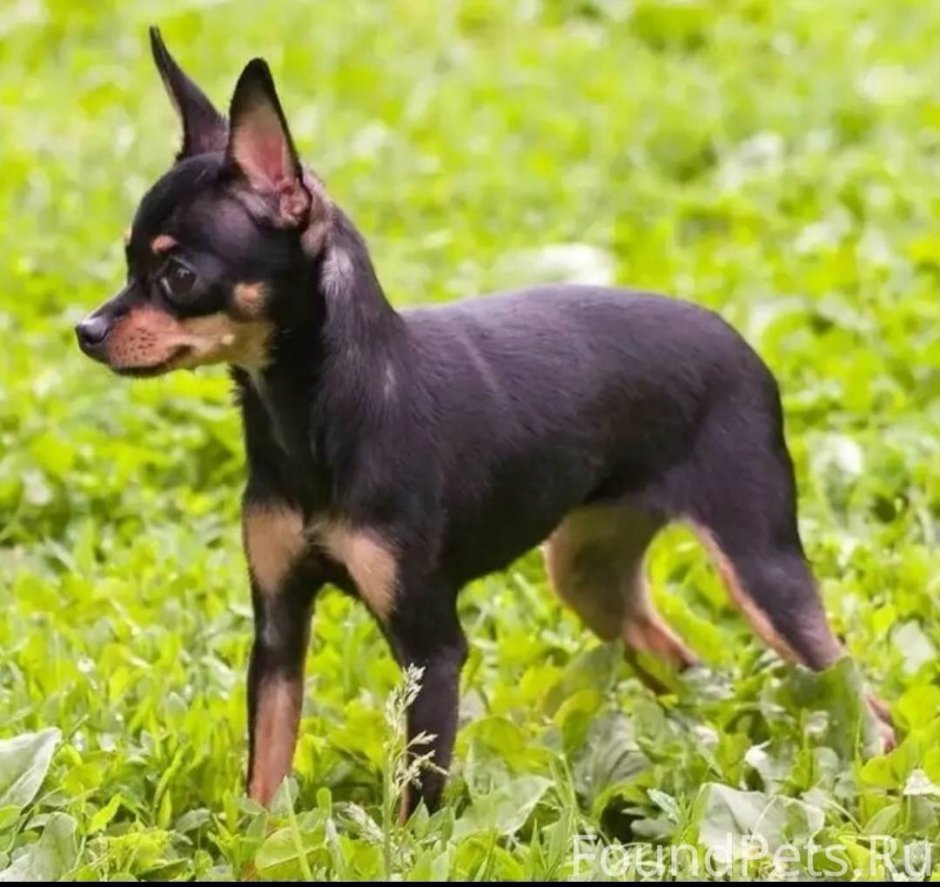 Тойтерьеры черно подпалый