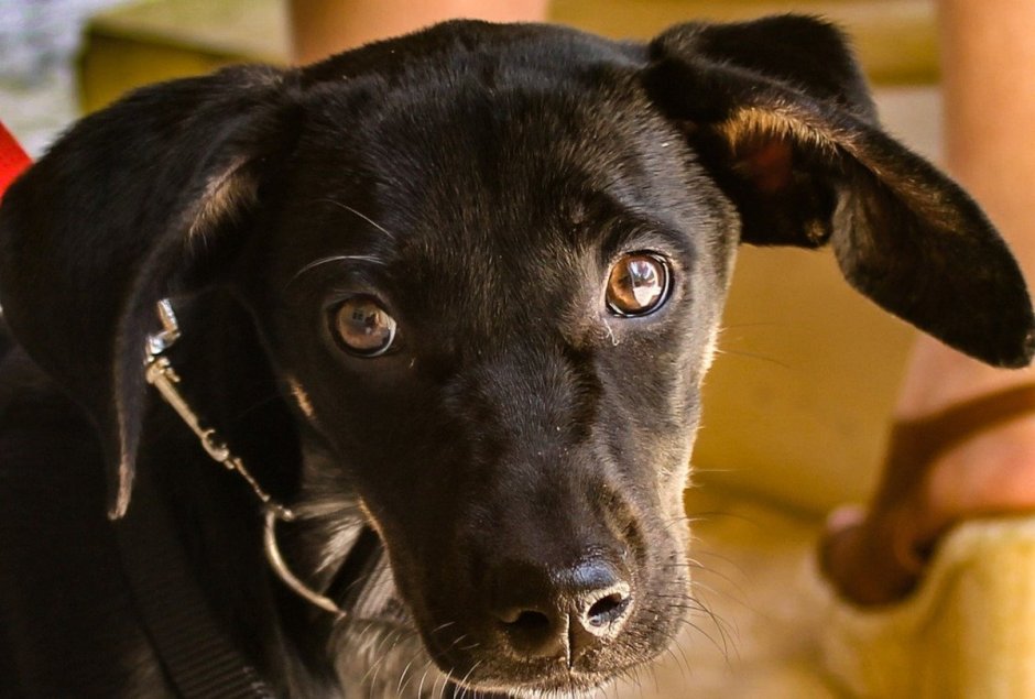 Маленькие черные собаки