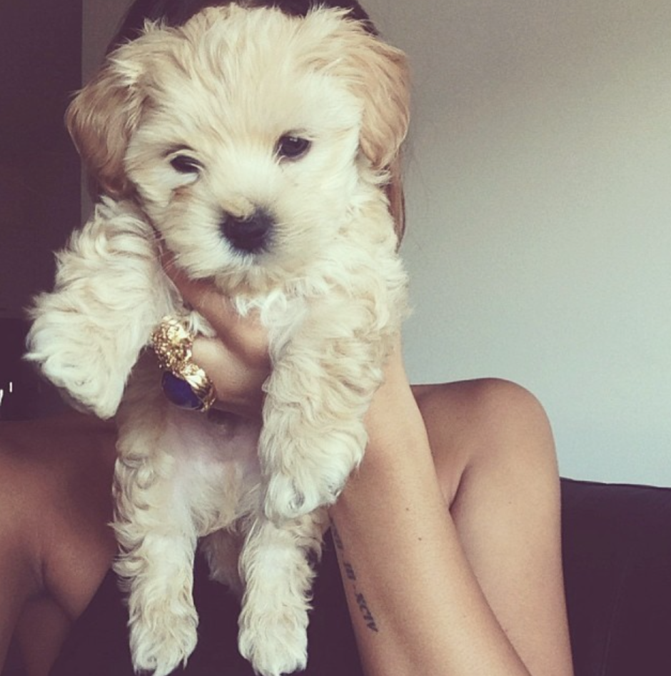 Мальтипу Ирины Мягковой