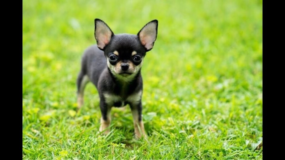 Чихуахуа короткошерстные мини о породе