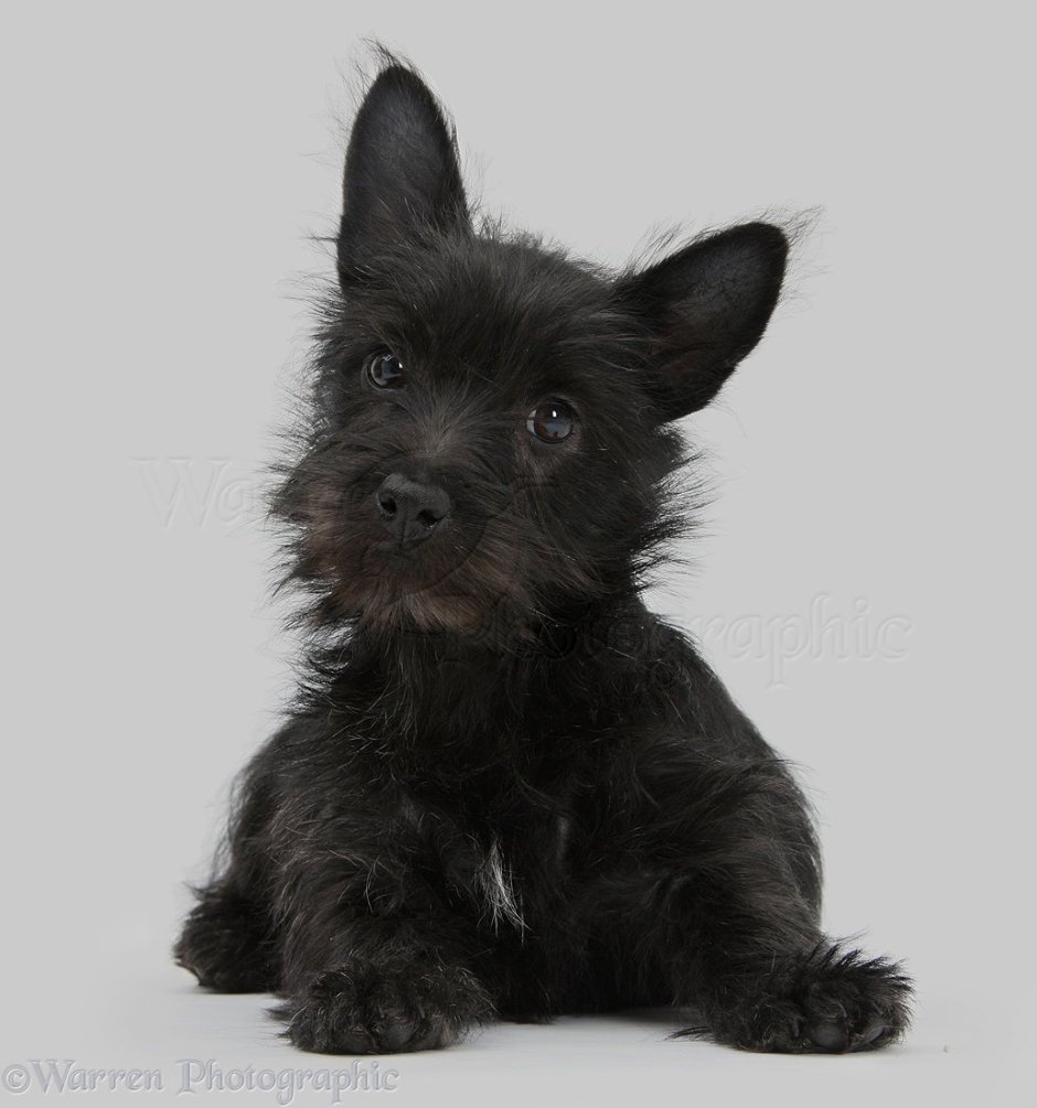 Австралийский терьер черный