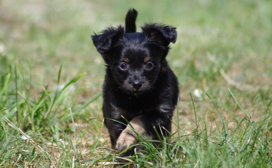 Маленькая черная собачка
