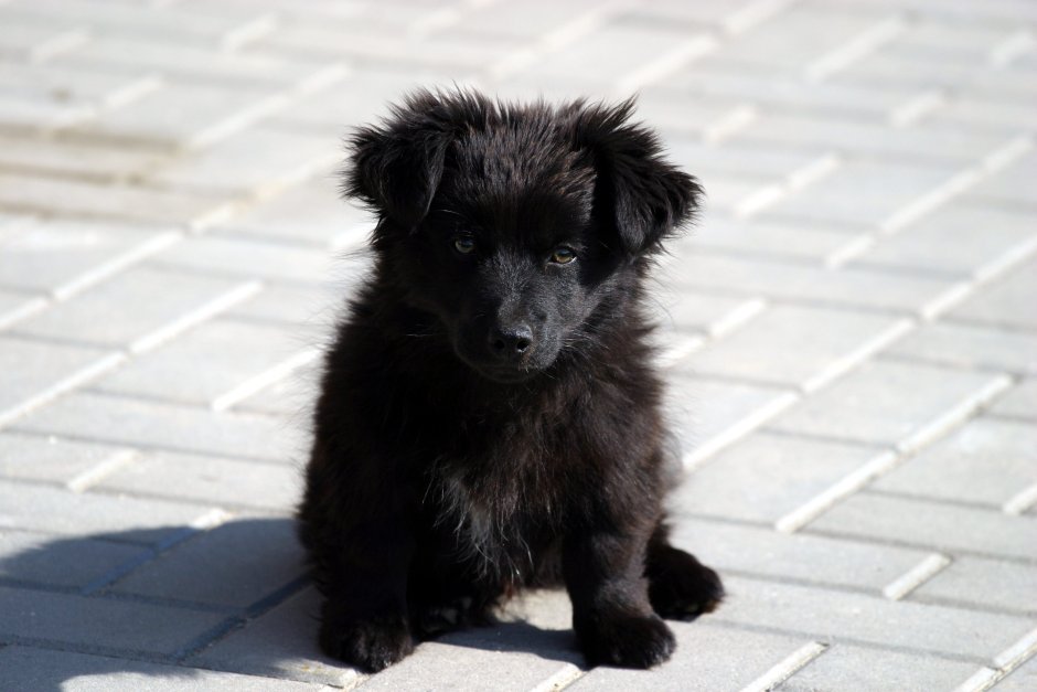 Черная маленькая собачка дворняжка