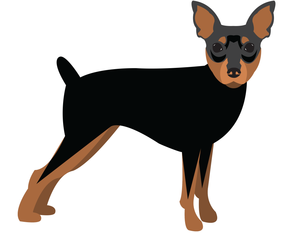 Той терьер мультяшный