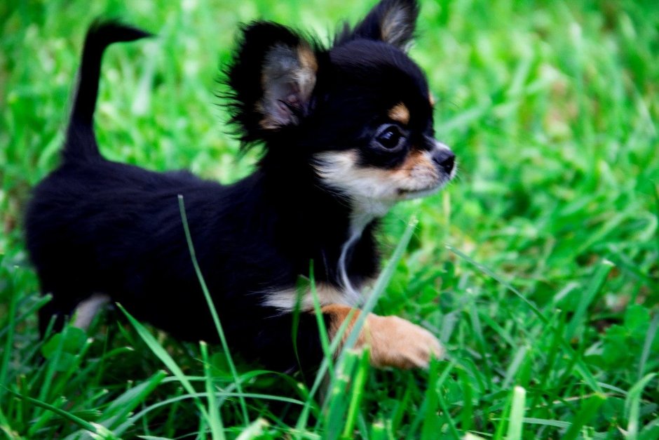 Чихуахуа мини