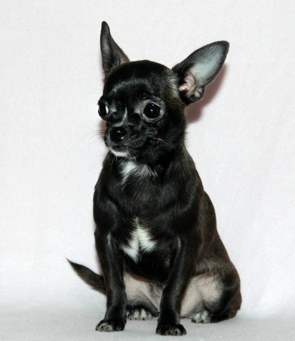 Черный подпалый чихуахуа