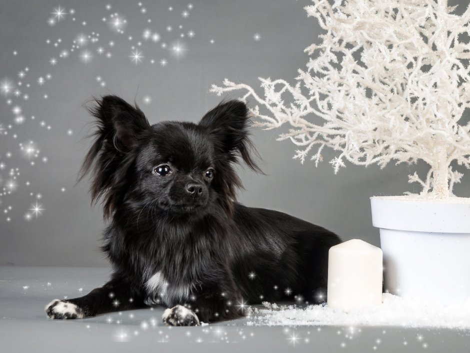 Гриффон бельгийский Брюссельский