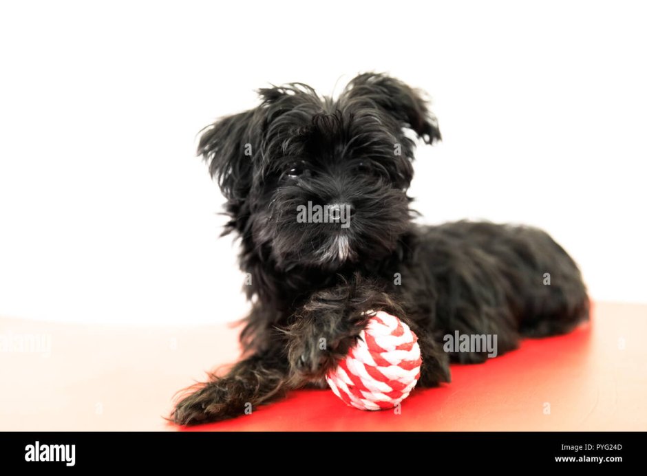 Щенки таксы