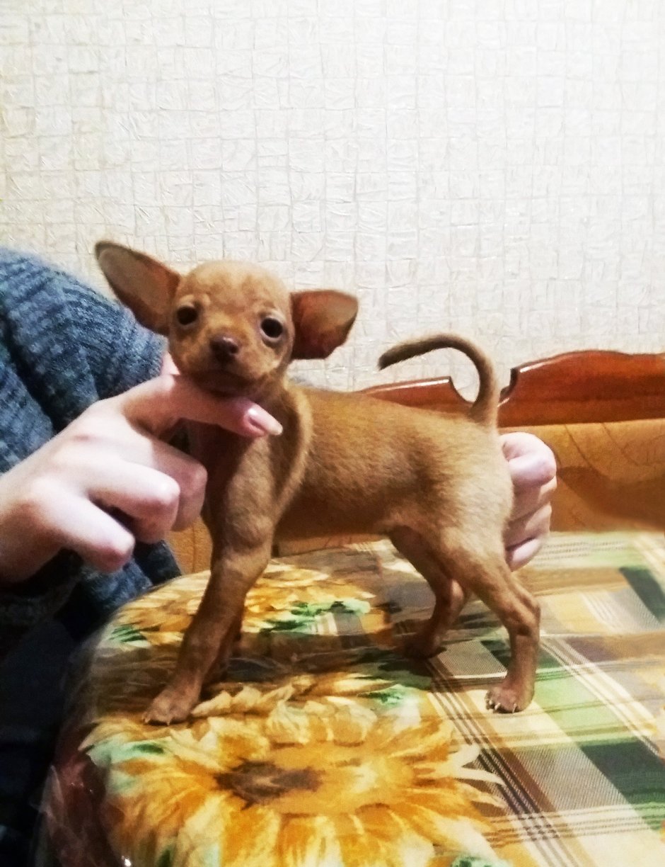 Метис цвергпинчера и чихуахуа