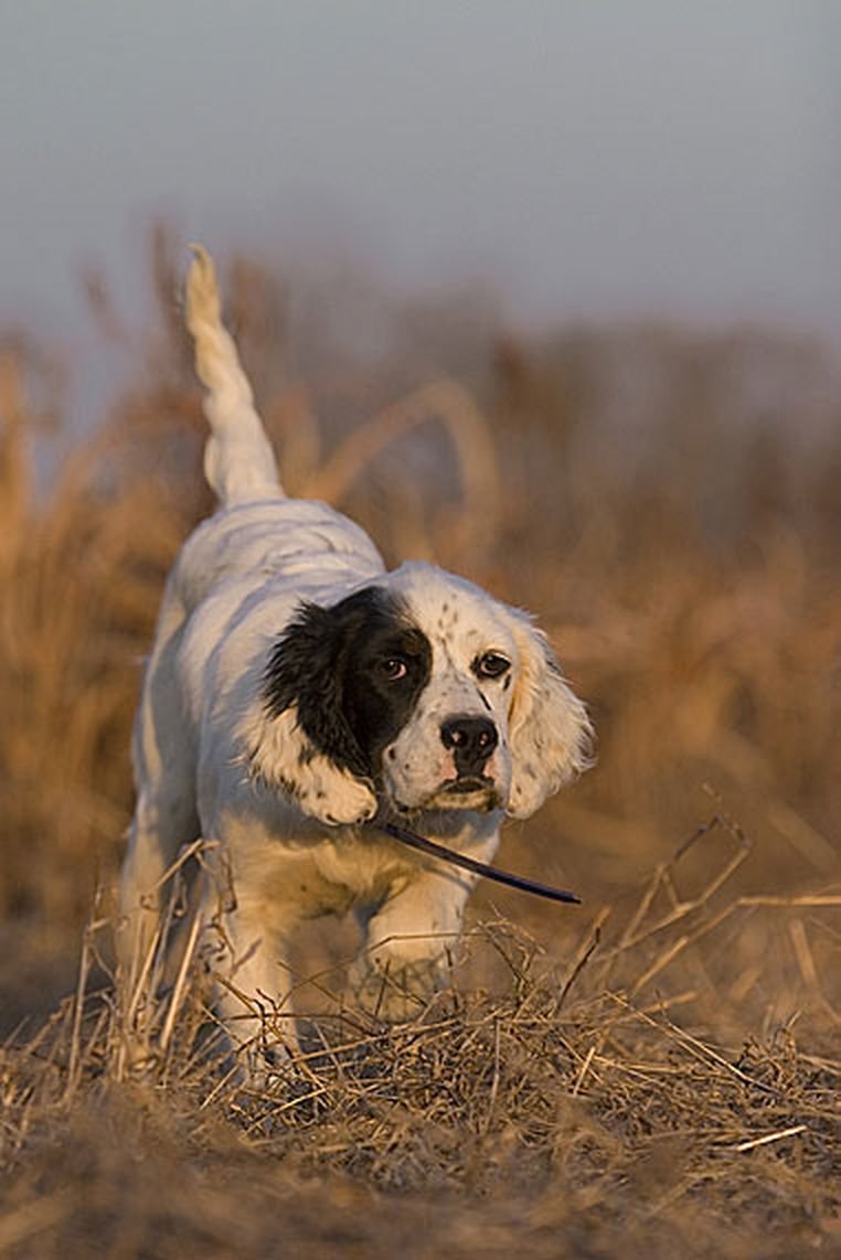 Мраморный сеттер
