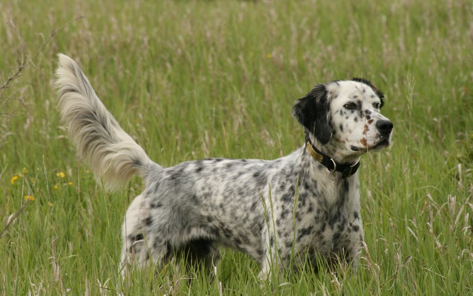 Английский сеттер