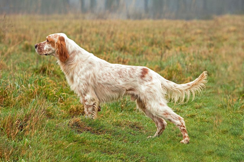 Ирландский красно-белый сеттер