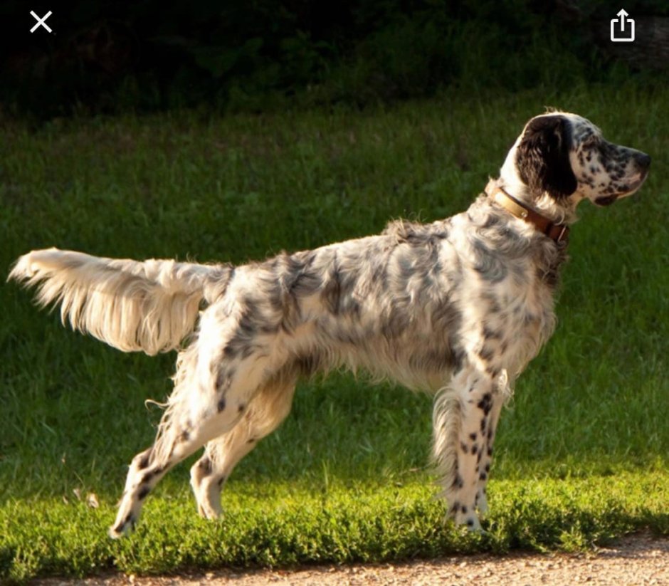 Английский сеттер спаниель