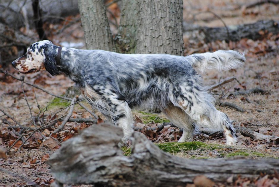 Английский сеттер стойка