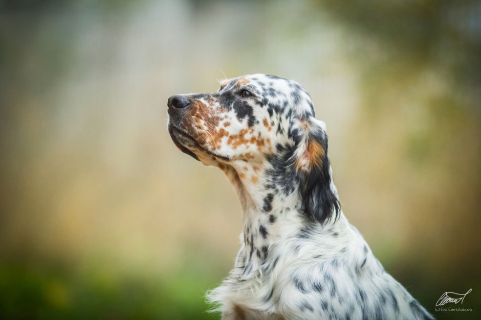 Английский сеттер в полный рост