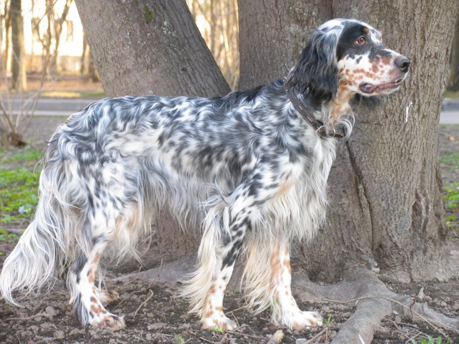 Ирландский сеттер