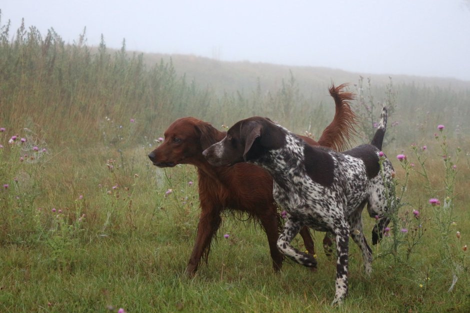 Сеттер пятнистый