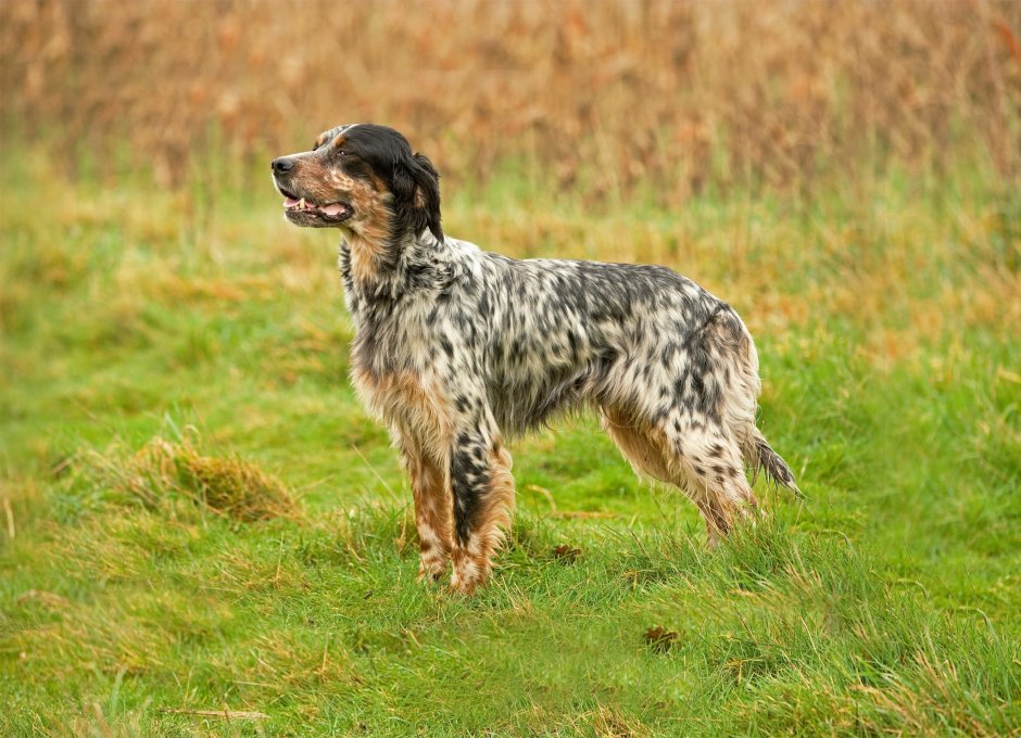Порода английский сеттер