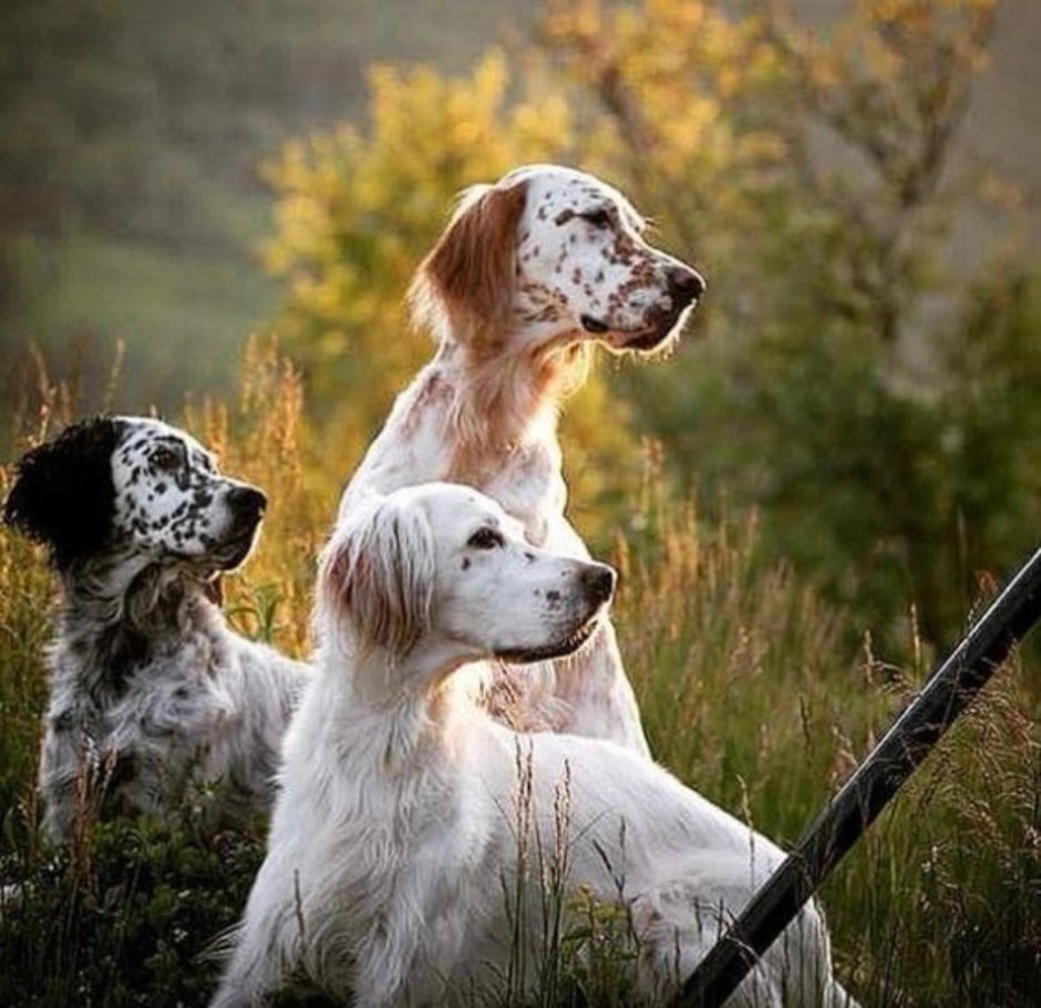 Крапчатый сеттер