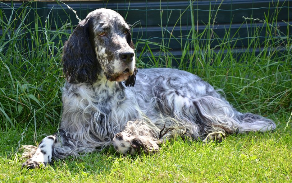 Порода собак английский сеттер