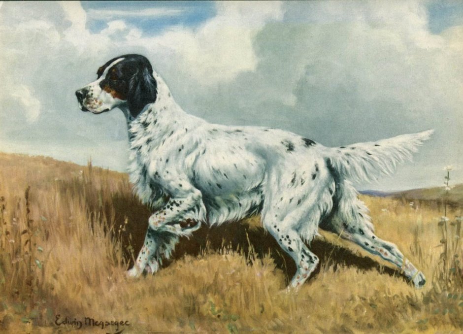 Английский сеттер