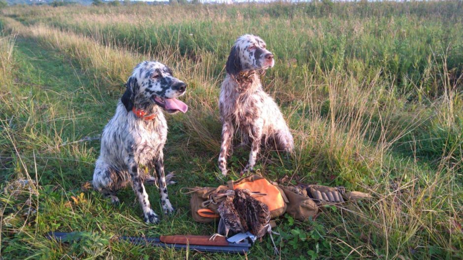 Английский сеттер (27 кг)