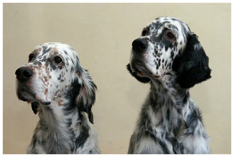 Английский сеттер