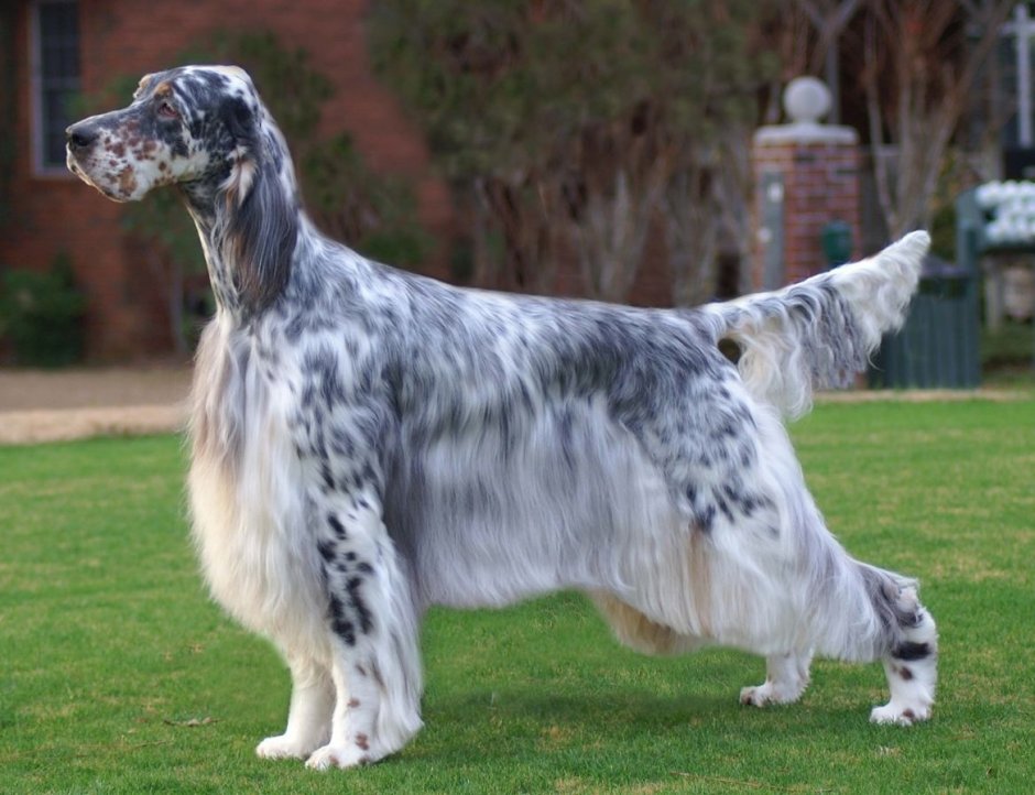 Охотник с собакой