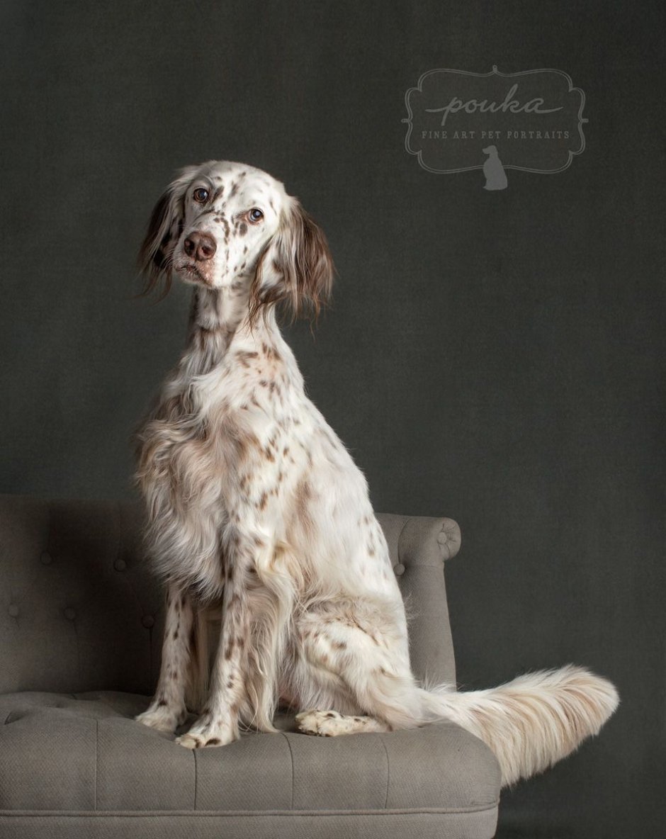 Английский сеттер