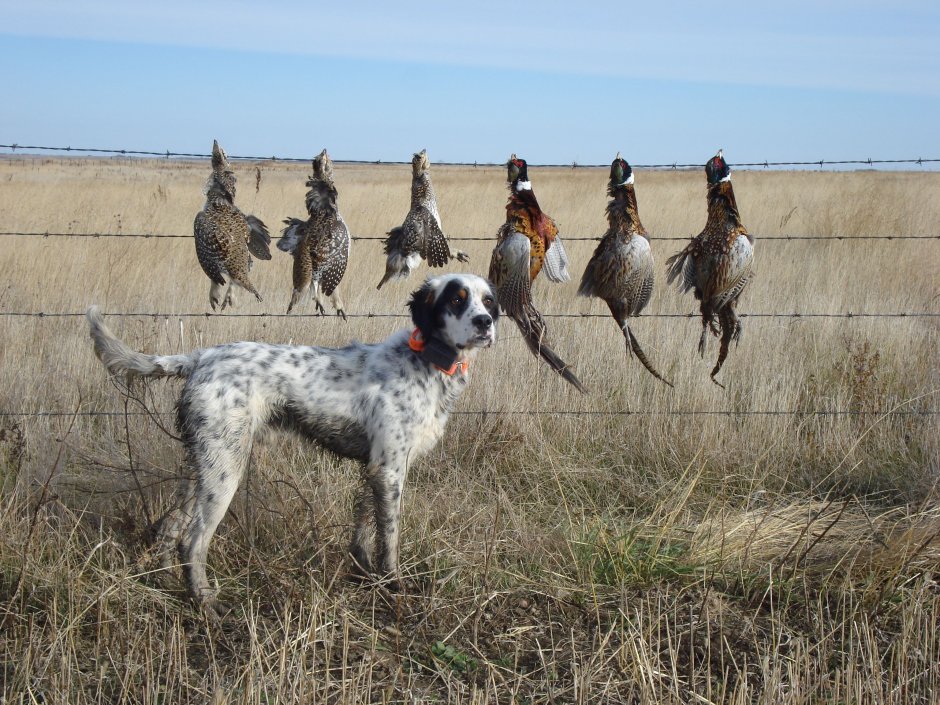 Охотник с английским сеттером